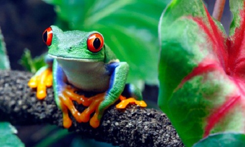 Costa Rica real estate opportunities