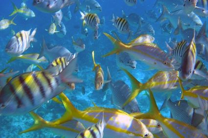 Belize Barrier Reef