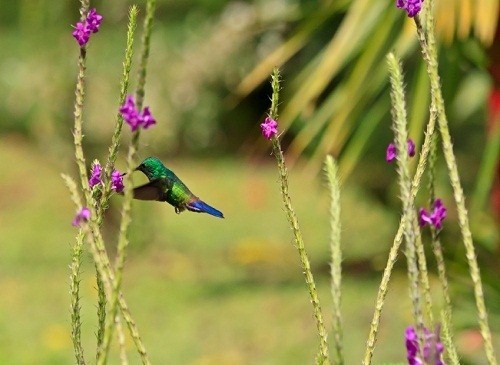 Lake Arenal real estate