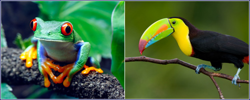 Costa Rica wildlife