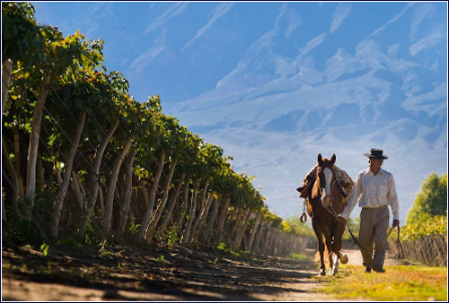 La Estancia de Cafayate vineyards